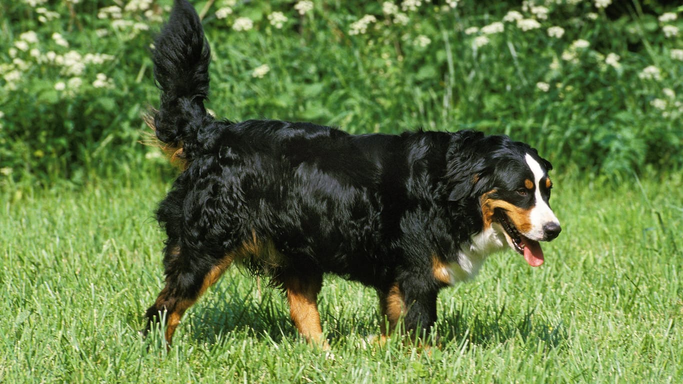 Ein Berner Sennenhund: Die Krebsart maligne Histiozytose kommt bei dieser Rasse als Erbkrankheit vor.