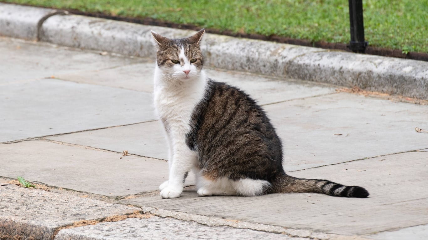 Eine Katze auf einem Gehweg (Symbolbild): Das Tier kam wohl mit einem Schrecken davon.