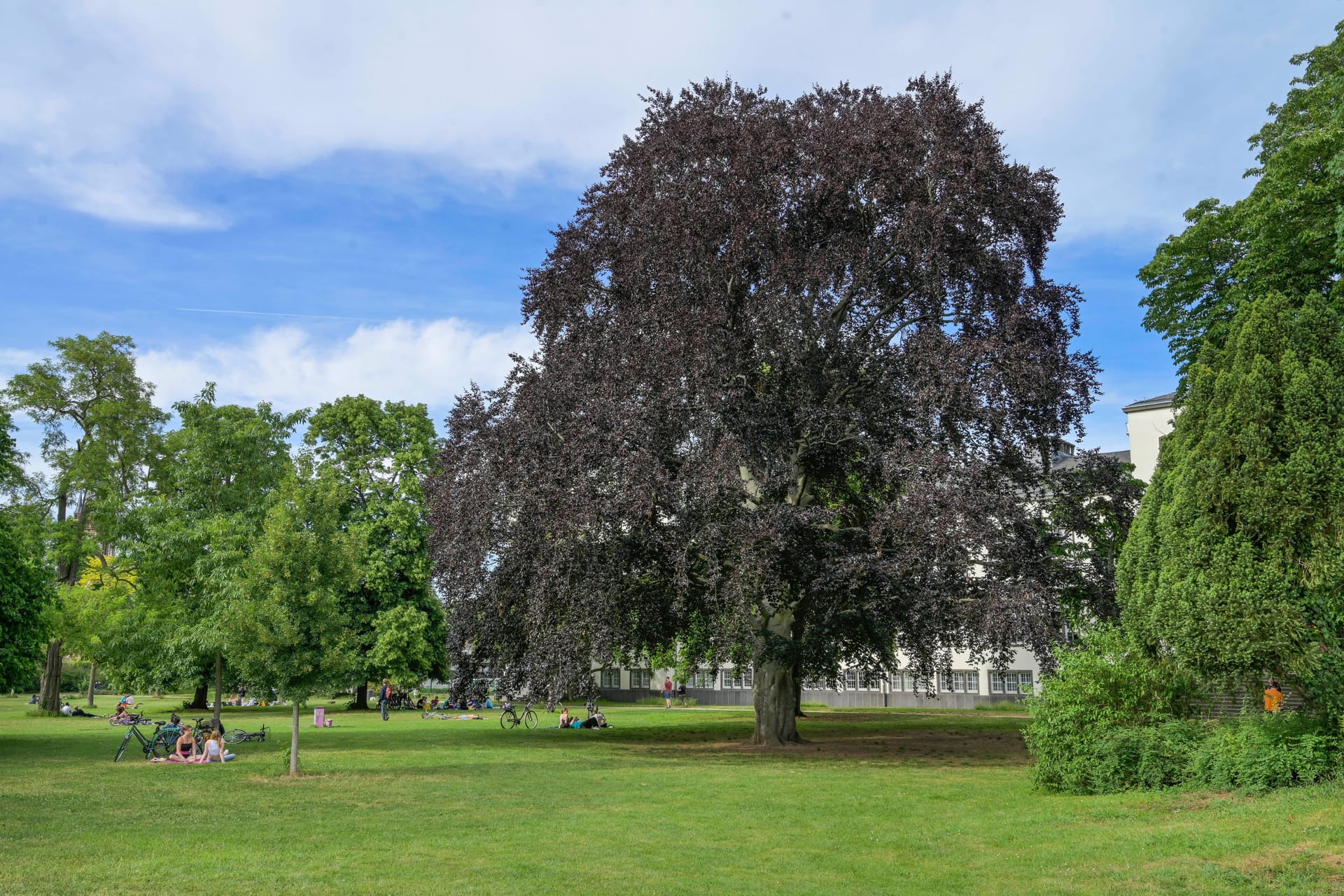 Der Herrngarten in Darmstadt: Dort ereignete sich die Tat.