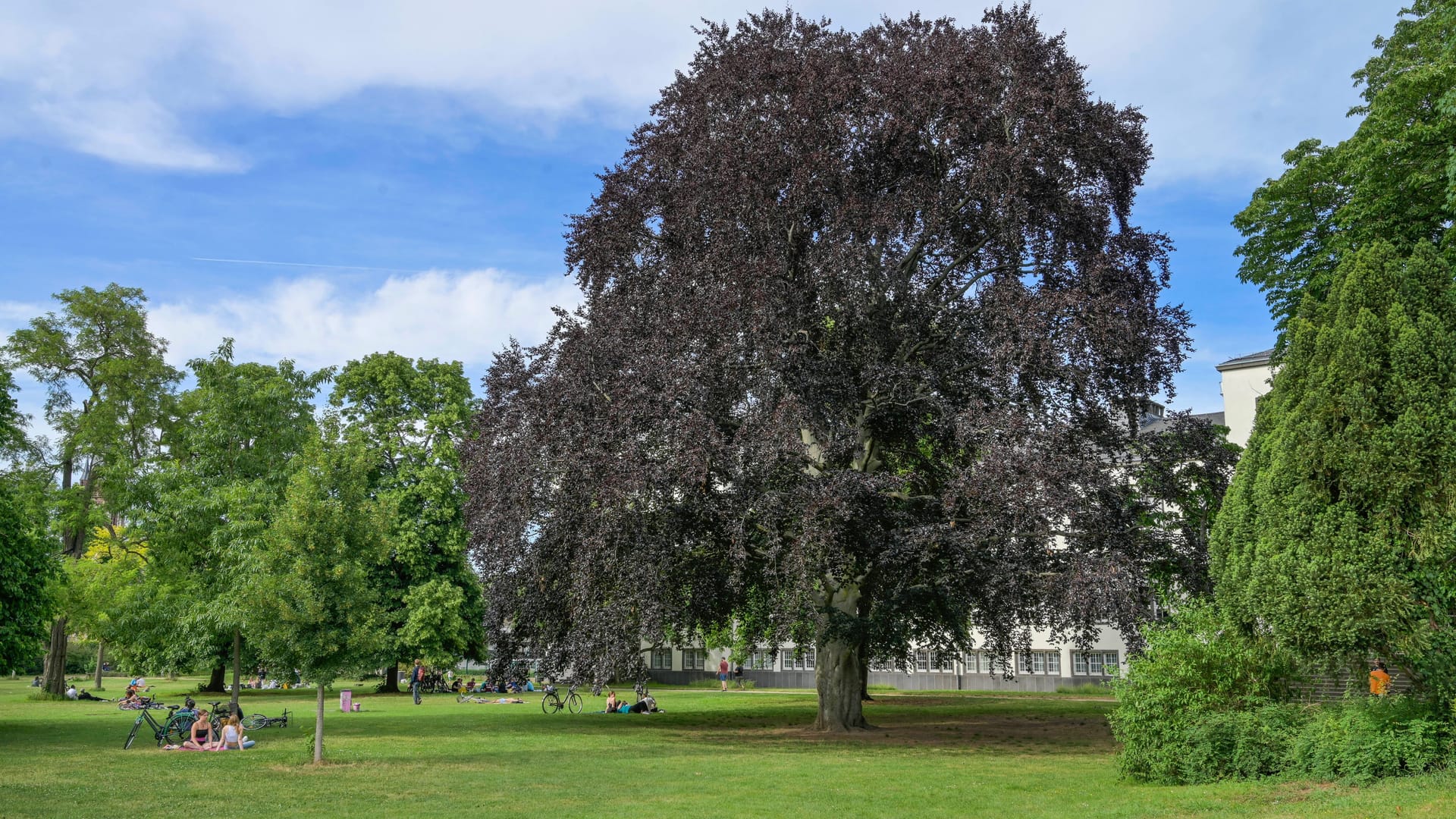 Der Herrngarten in Darmstadt: Dort ereignete sich die Tat.