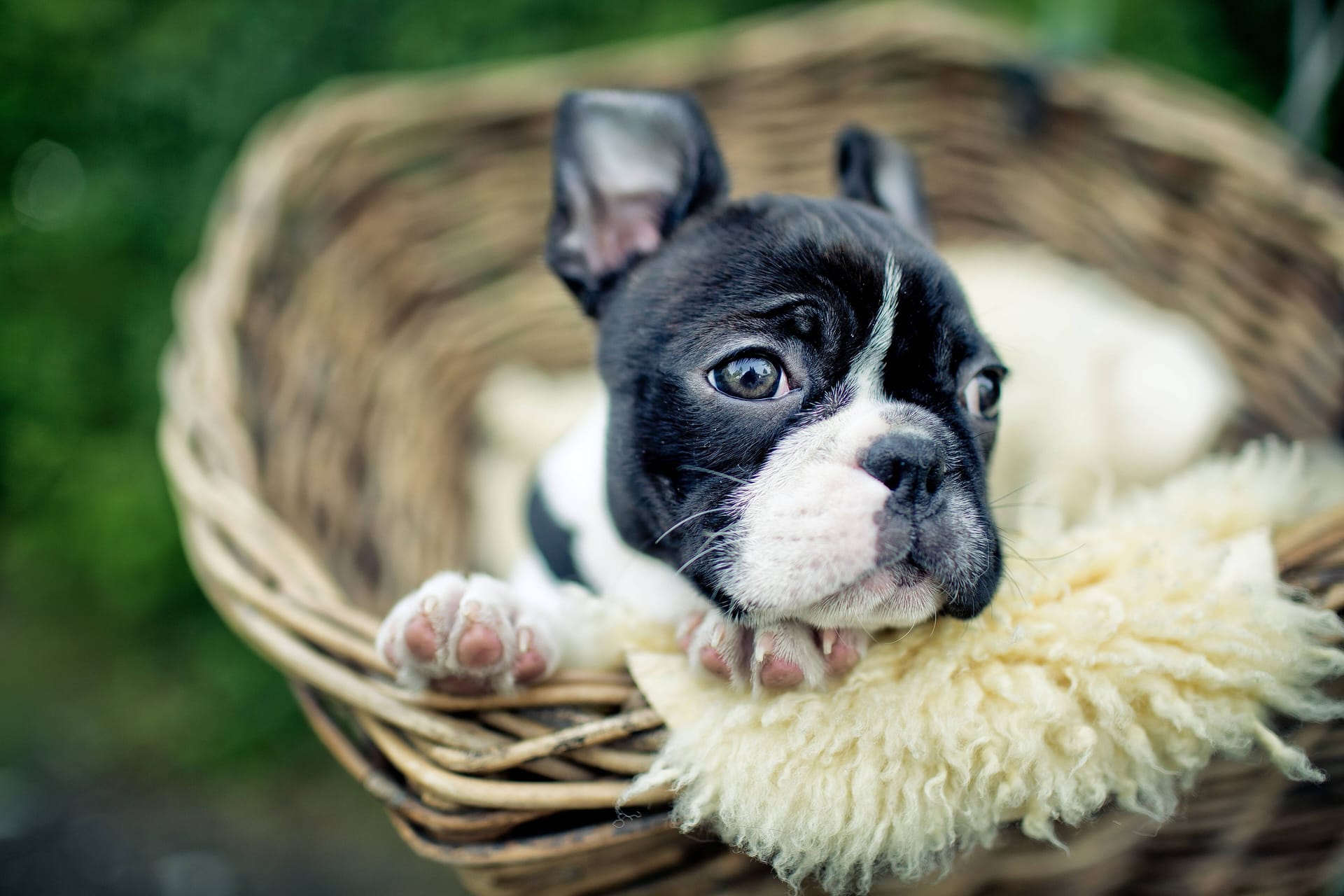 Welthundetag: Ein Terrier schaut in die Kamera.