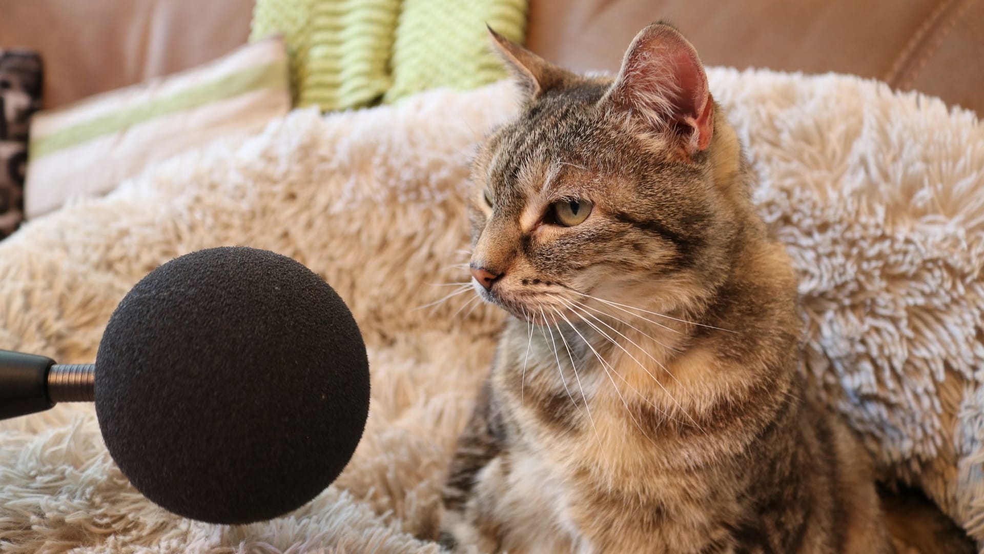 Katze Bella schnurrt sich zum Rekord: Mit gemessenen 54,59 Dezibel ist das Tier die lauteste lebende Hauskatze der Welt. Katze Bella schnurrt sich zum Rekord: Mit gemessenen 54,59 Dezibel ist das Tier die lauteste lebende Hauskatze der Welt.
