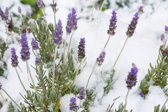Auch Lavendel hält den niedrigen Temperaturen stand.