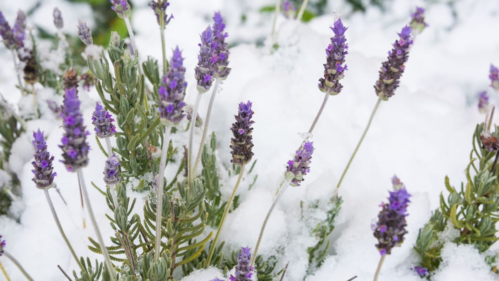 Auch Lavendel hält den niedrigen Temperaturen stand.