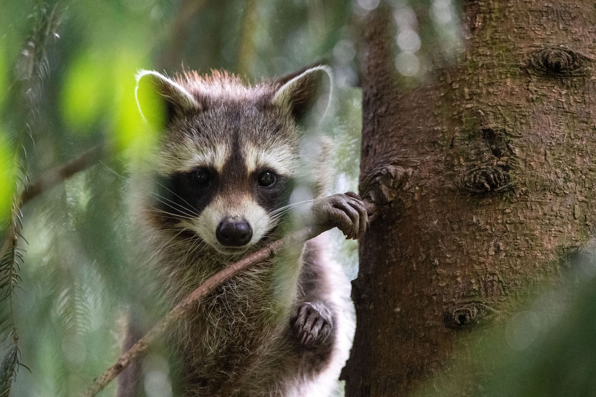 Waschbär