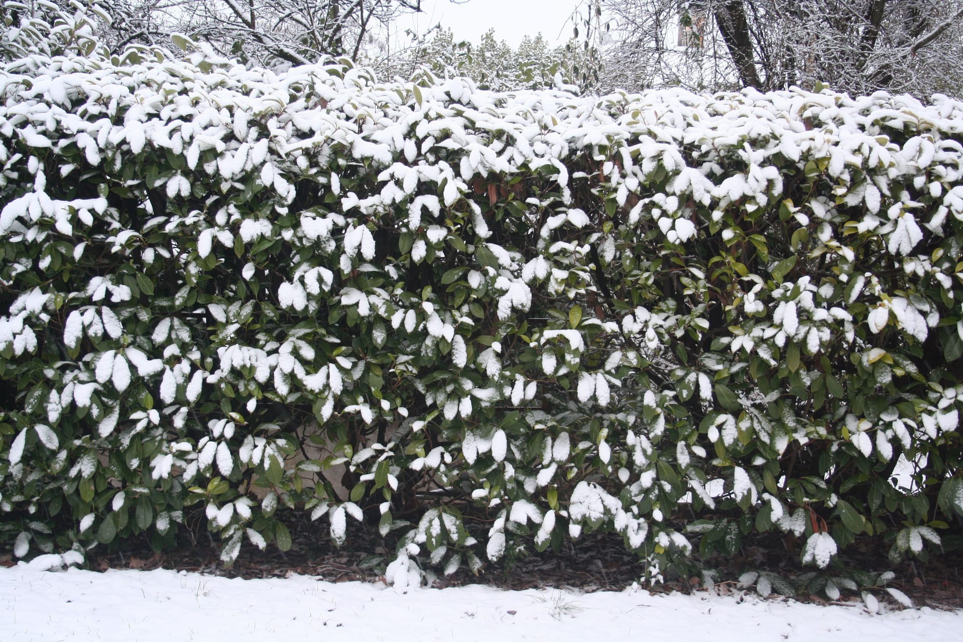 Kirschlorbeer wächst schnell und schützt Sie auch im Winter vor unerwünschten Blicken.