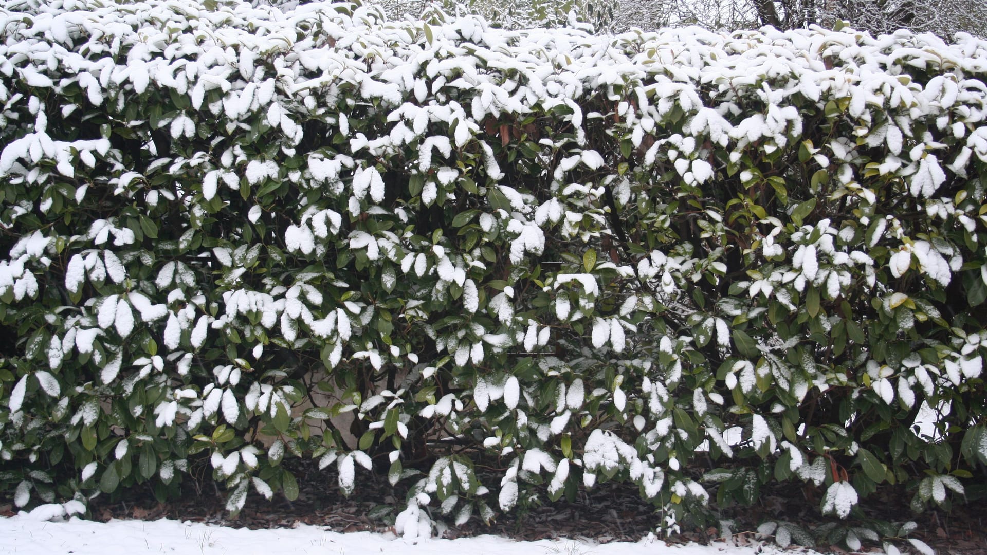 Kirschlorbeer wächst schnell und schützt Sie auch im Winter vor unerwünschten Blicken.