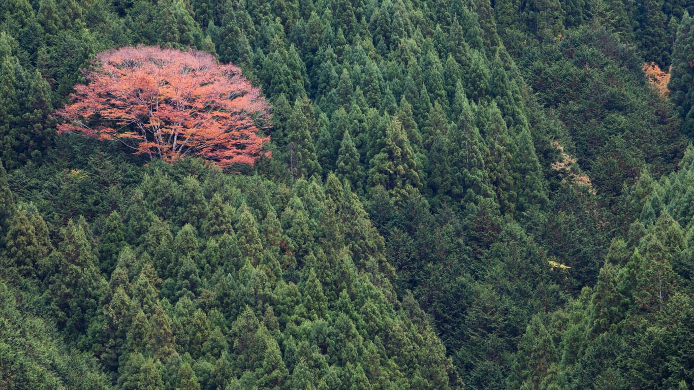 Japanischer Zedernwald (Symbolbild): Zedern und Zypressen scheinen die größten Verursacher von Heuschnupfen zu sein.