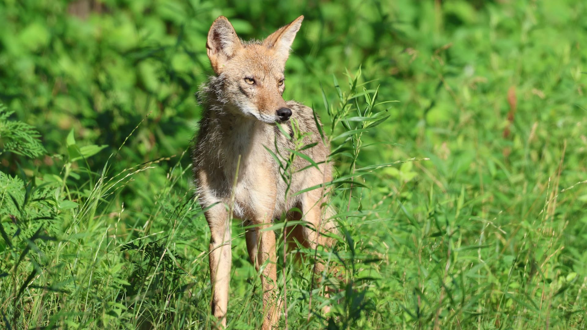 Goldschakal: Die Tiere sind sehr scheu und eher dämmerungs- und nachtaktiv.