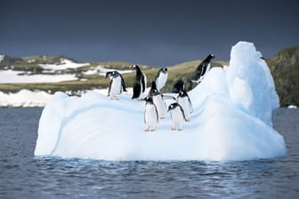 Antarktis: Diese Tiere sind am schlimmsten vom schmelzenden Eis betroffen.