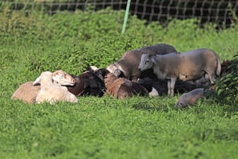 Schafherde auf einer Weide (Symbolbild): In der Region Hannover haben Unbekannte ein Schaf brutal getötet.