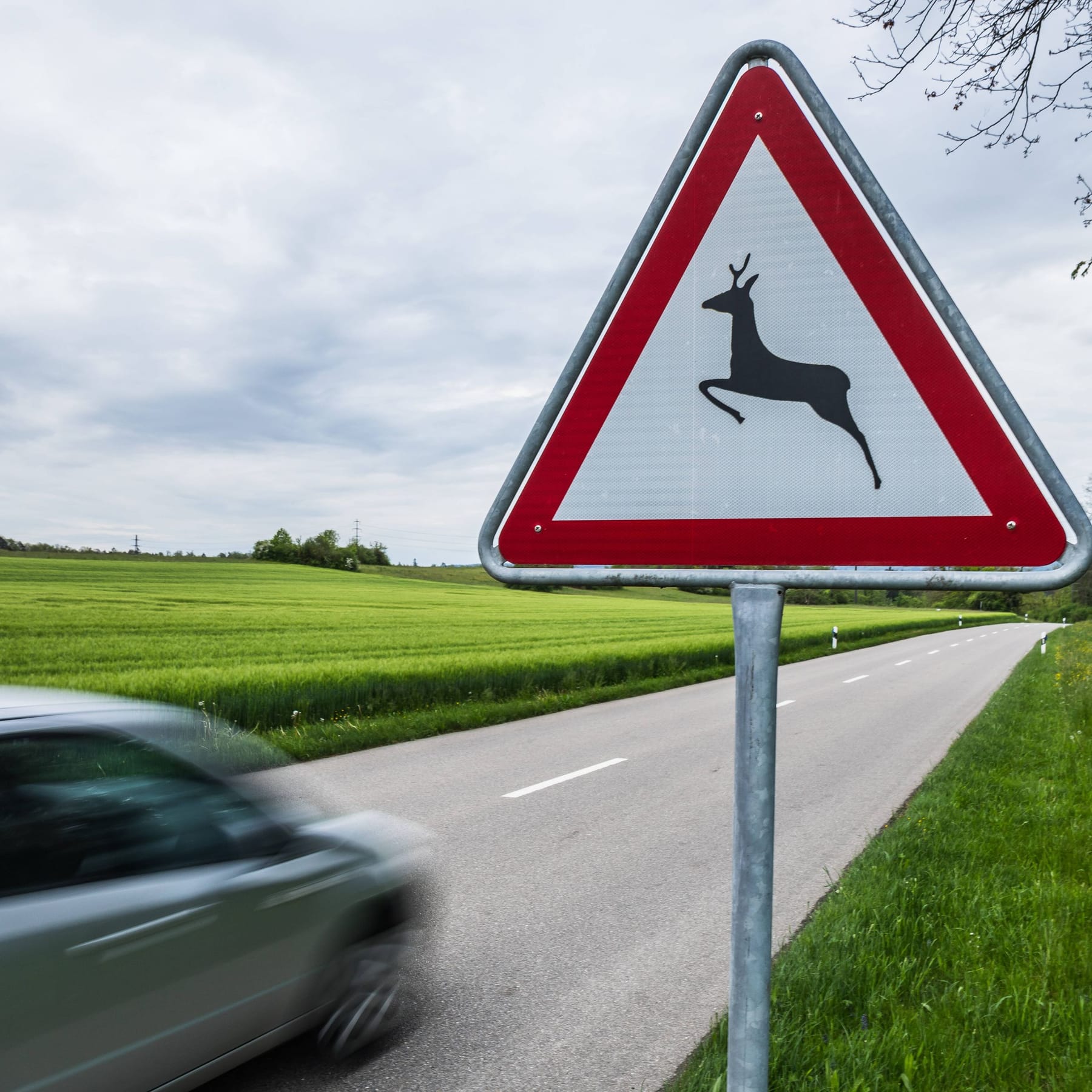 Achtung Wildwechsel - Gefahr für Wildtiere und Autofahrer