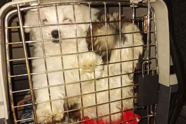 Box mit Malteser und ShihTzu: Die Tiere hatten viel zu wenig Platz.