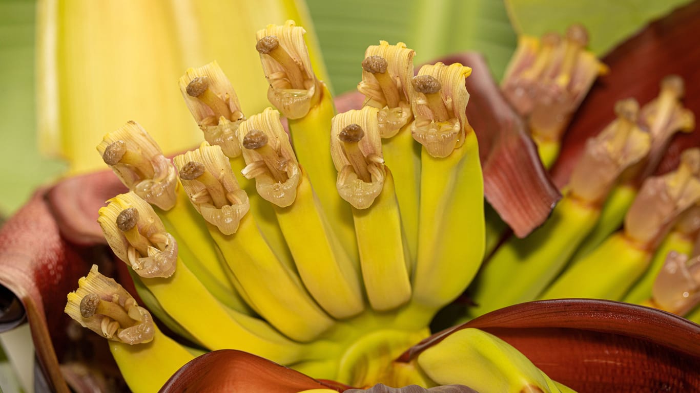 Banane: So sehen die Blütenstände eines weiblichen Bananenbaums aus.