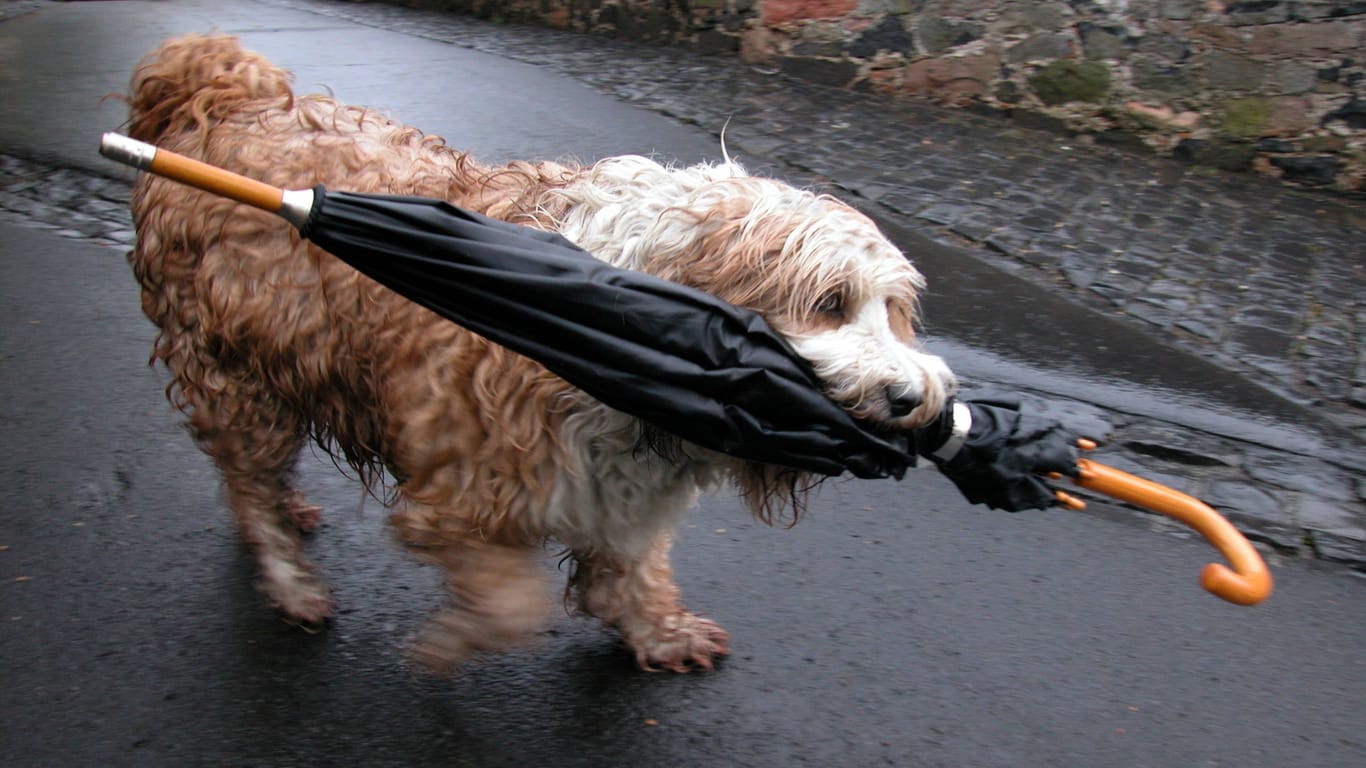 Ein Mischlingshund trägt einen Regenschirm (Symbolbild): Mit dem Wochenende kommt auch der Herbst nach NRW.