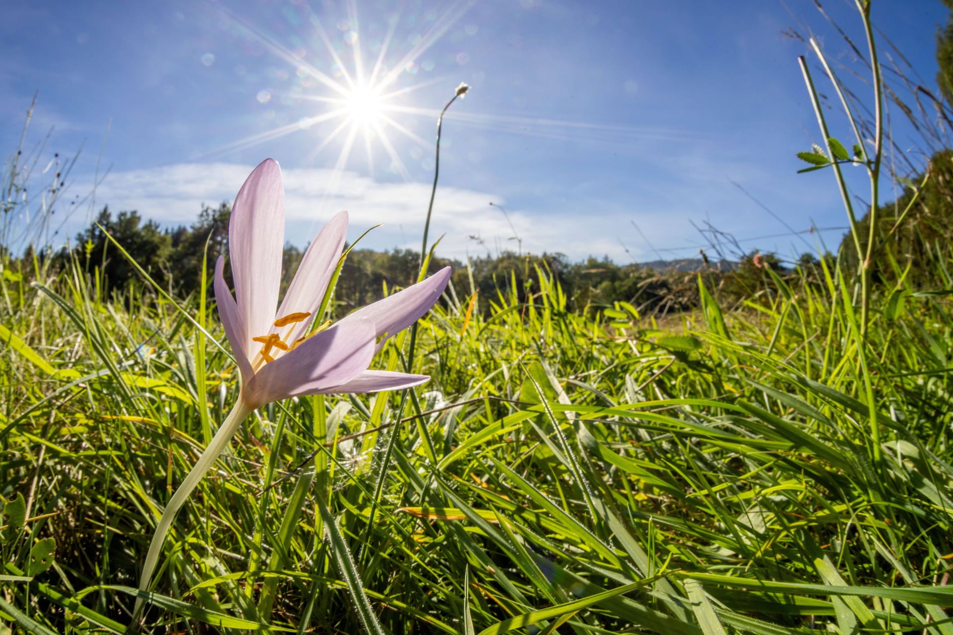 Eine Herbstzeitlose blüht im Sonnenschein (Symbolbild): Bis zu 30 Grad werden Anfang Oktober in Teilen von Deutschland erwartet.