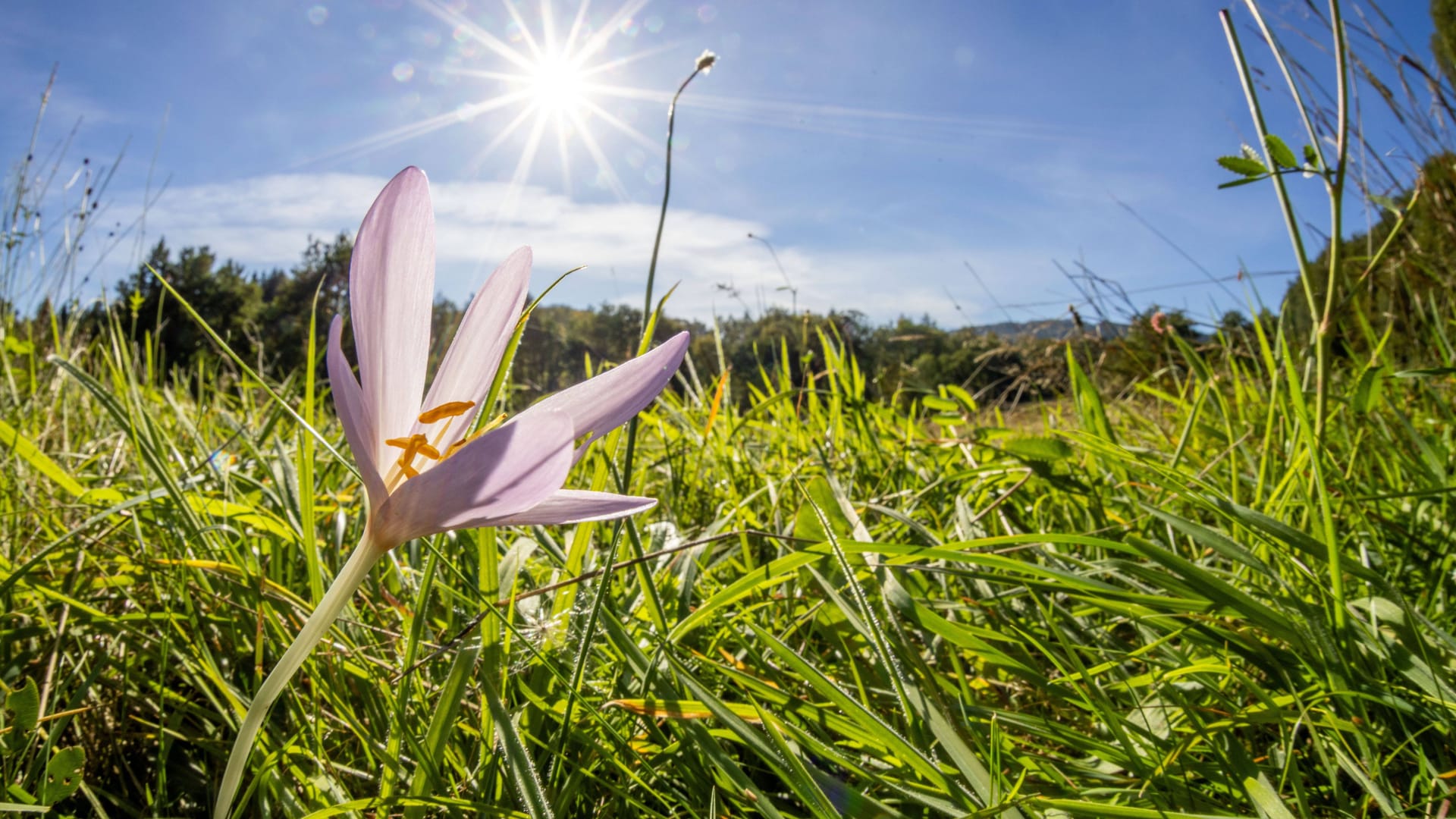 Eine Herbstzeitlose blüht im Sonnenschein (Symbolbild): Bis zu 30 Grad werden Anfang Oktober in Teilen von Deutschland erwartet.