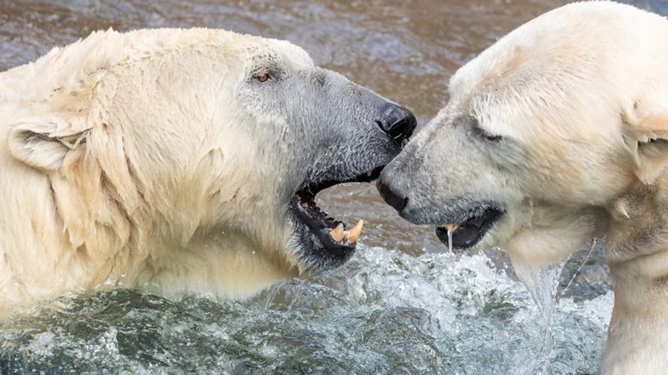 Eisbären im Nürnberger Tiergarten (Archivbild): An steigenden Eintrittspreisen führt wohl kein Weg vorbei.