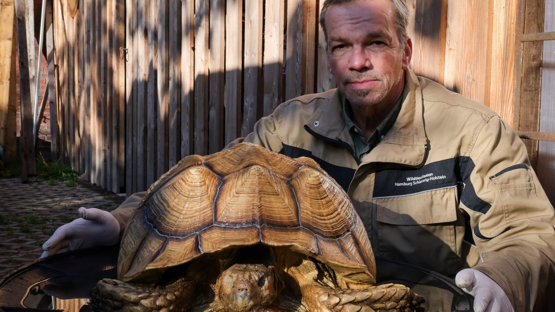 Tote Riesenschildkröte