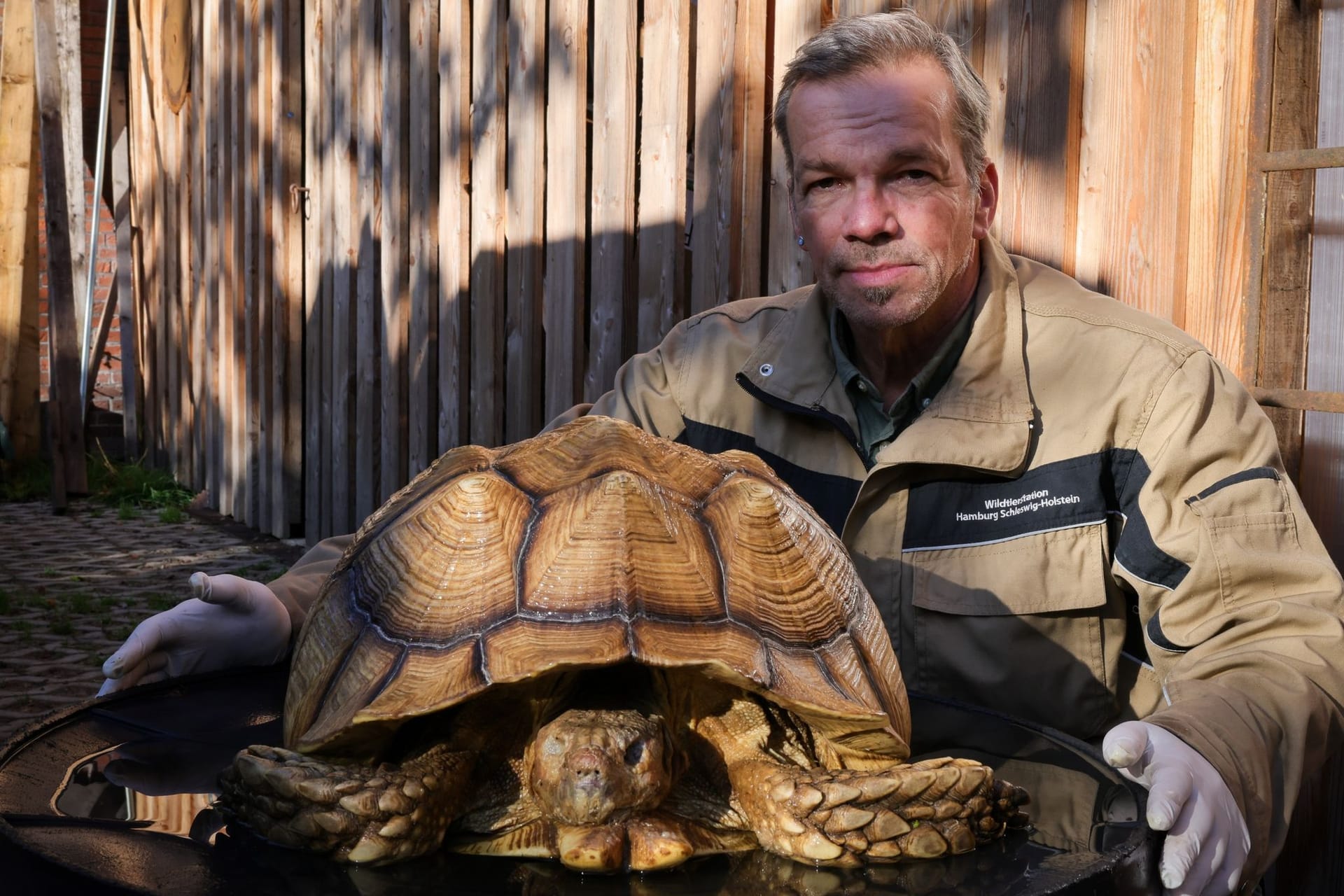 Tote Riesenschildkröte