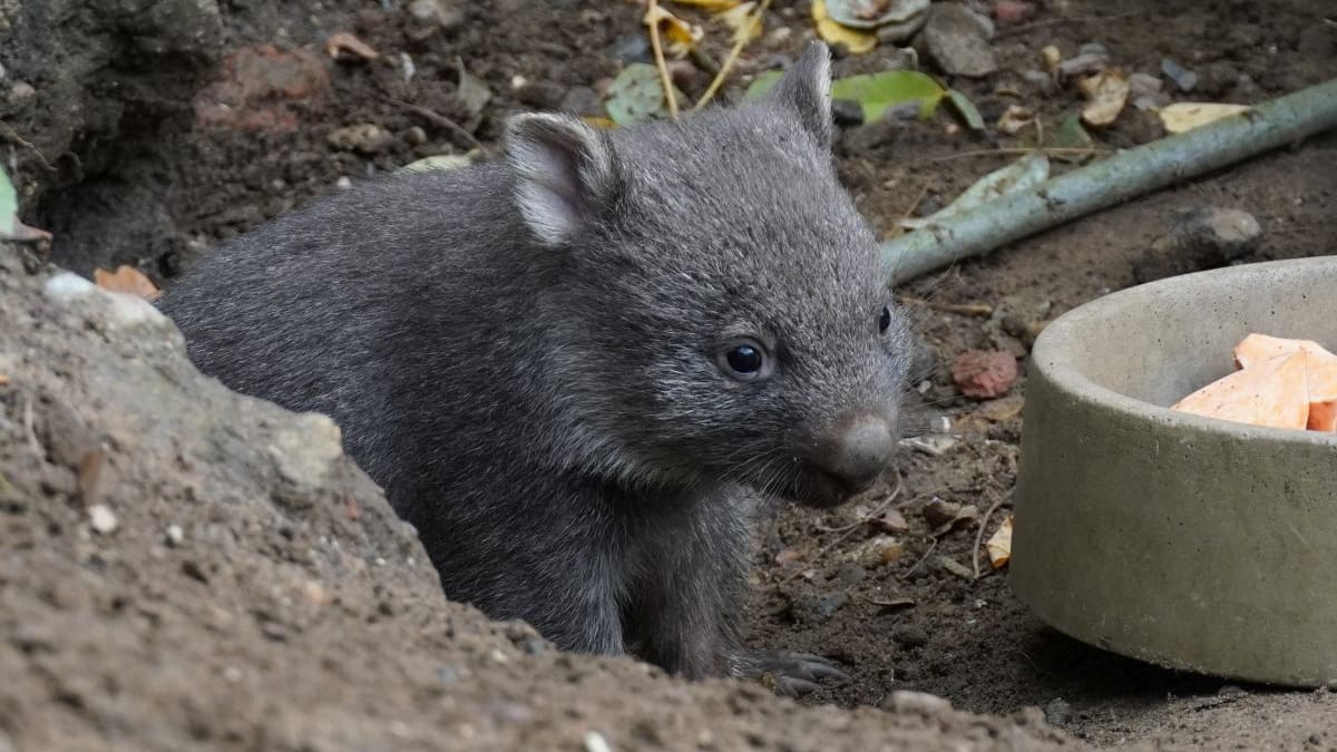 Europaweit gibt es nur 17 Tiere der Unterart des Tasmanischen Nacktnasenwombats in zoologischen Gärten.