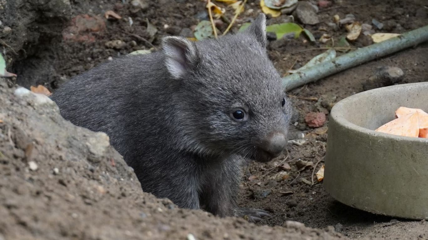 Europaweit gibt es nur 17 Tiere der Unterart des Tasmanischen Nacktnasenwombats in zoologischen Gärten.