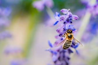 Lavendelblüten sehen schön aus, duften angenehm und locken Bienen an.