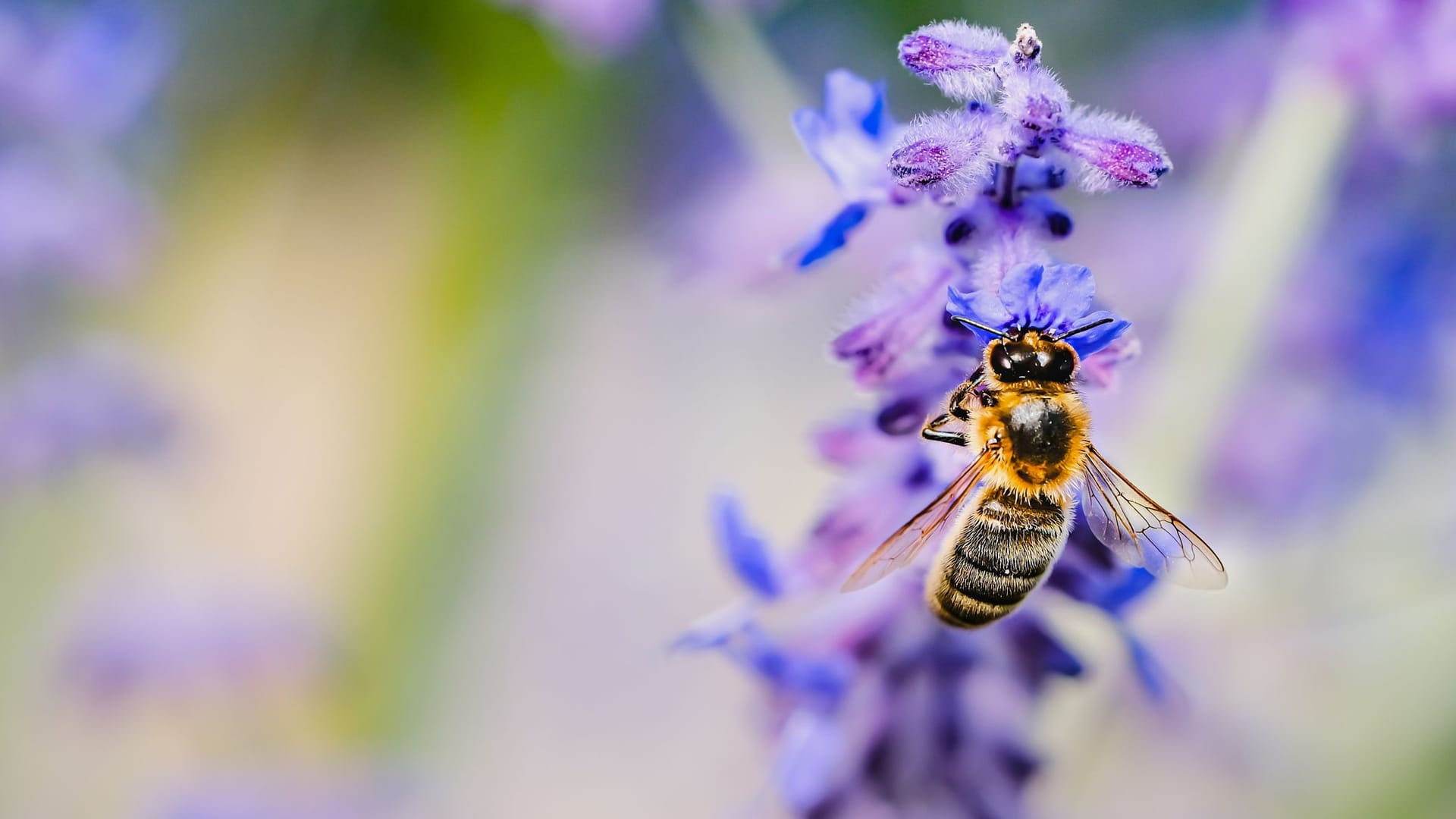 Lavendelblüten sehen schön aus, duften angenehm und locken Bienen an.