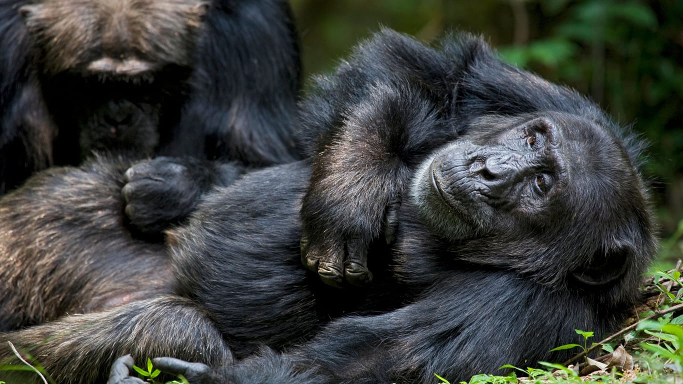 Fellpflege: In Ngogo haben Schimpansen relativ gute Lebensbedingungen.