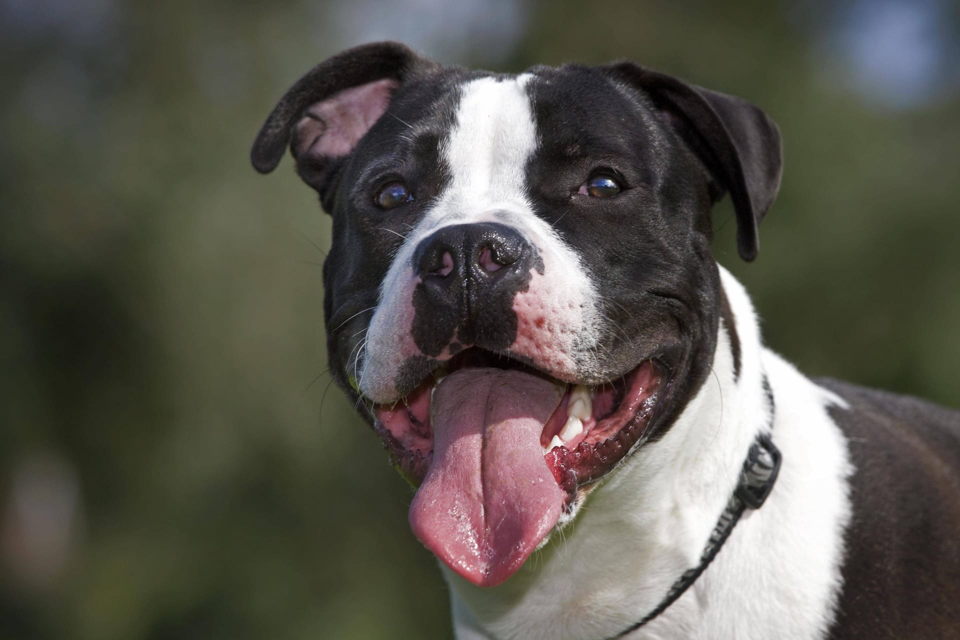 American Staffordshire Terrier (Symbolbild): Die Hunde sind in zwei deutschen Bundesländern verboten.