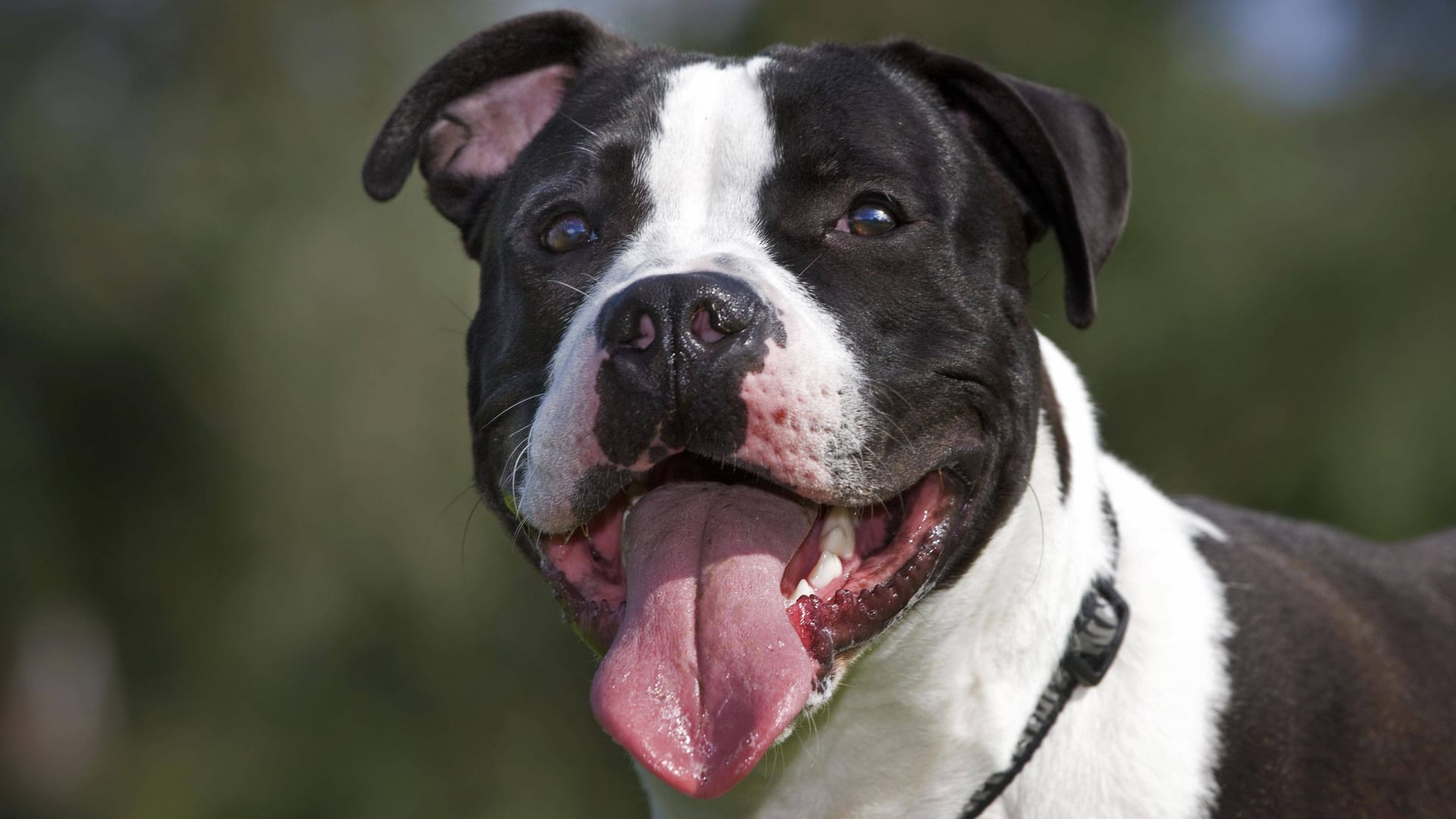 American Staffordshire Terrier (Symbolbild): Die Hunde sind in zwei deutschen Bundesländern verboten.