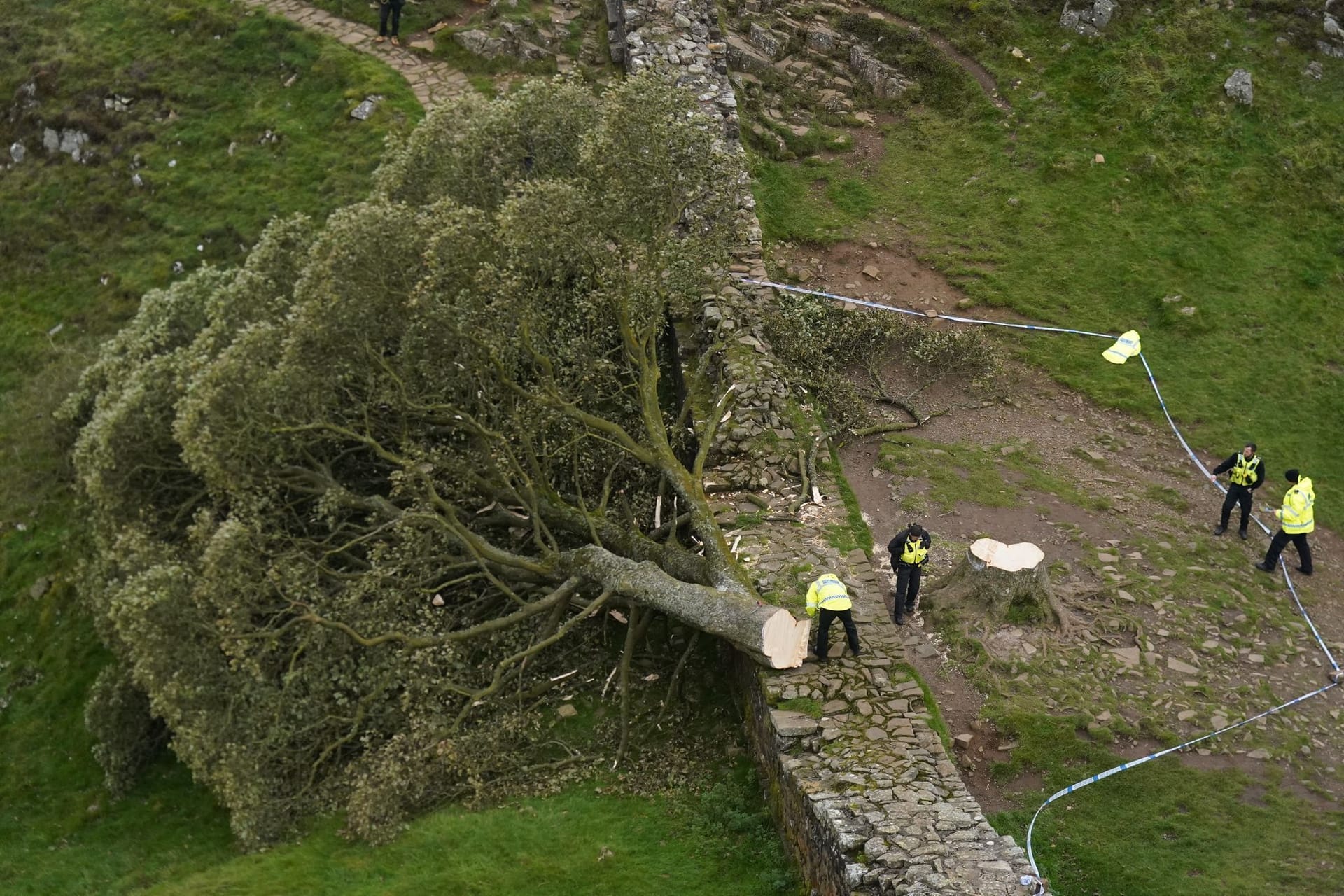 «Robin-Hood-Baum»