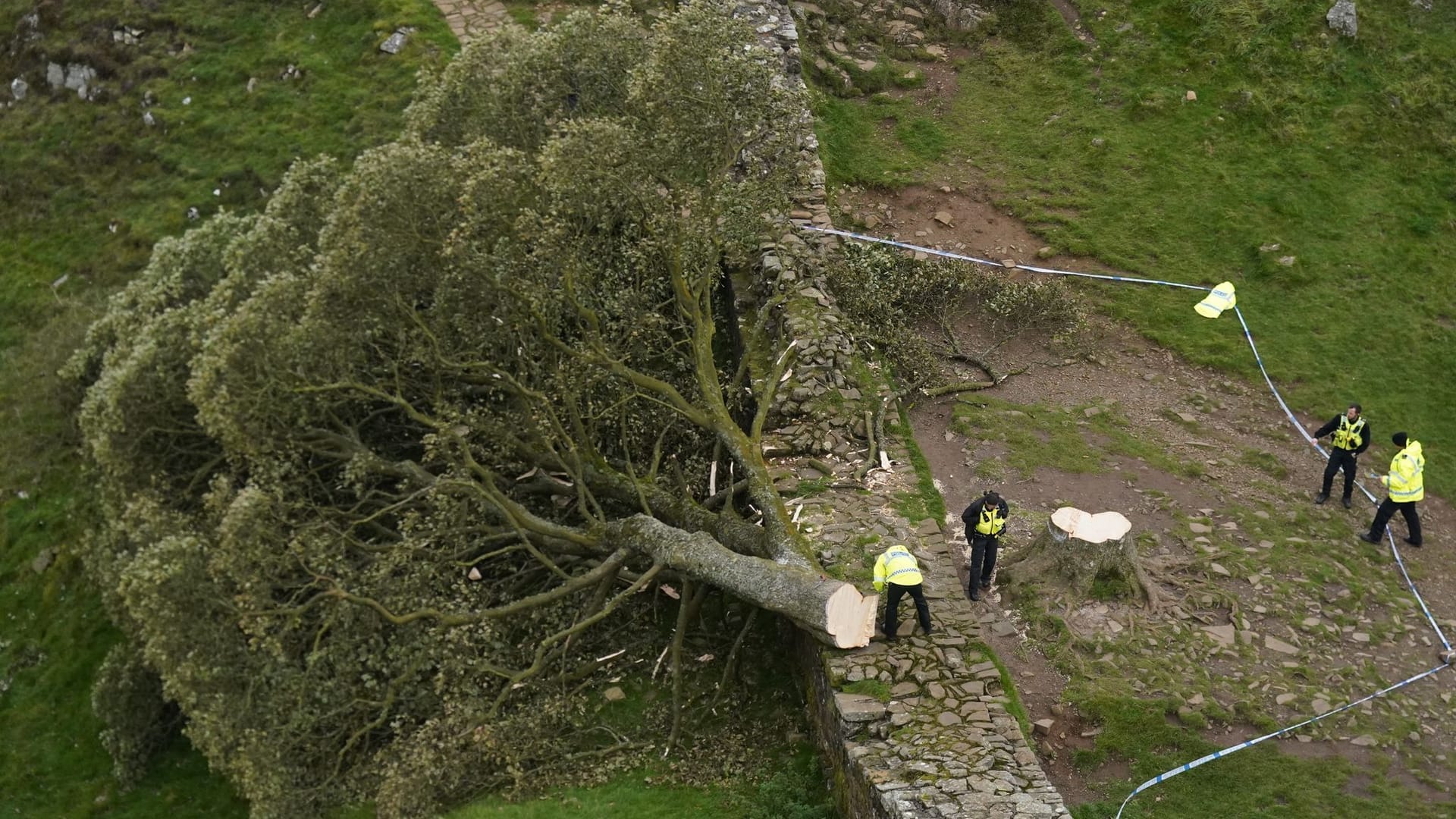 «Robin-Hood-Baum» «Robin-Hood-Baum»