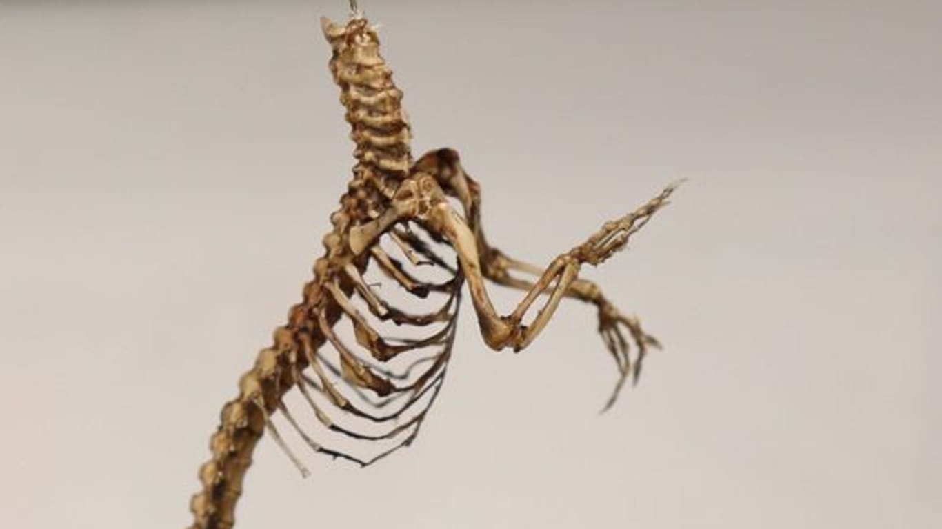 Das Gerippe eines Babykrokodils: Das Bundesamt für Naturschutz bestätigte die Echtheit des Skeletts.