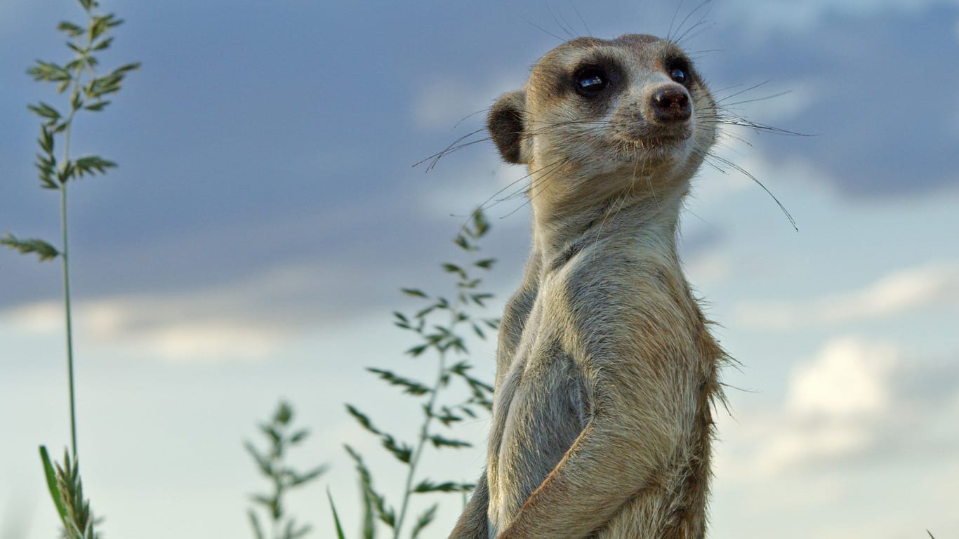 “Pambara – Do we need a boss?”: What does this meerkat have to do with our climate?