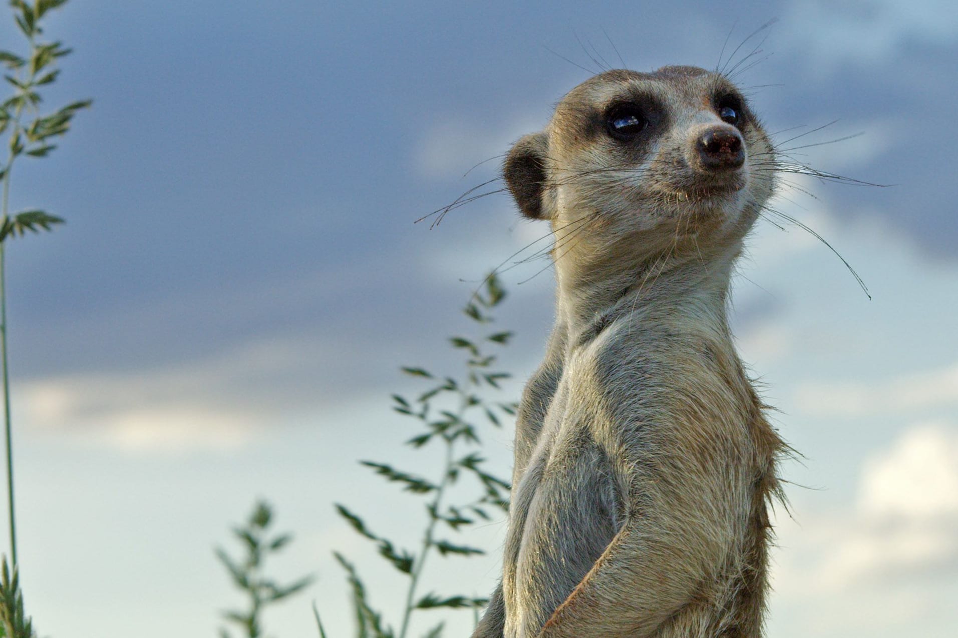 "Pambara – Brauchen wir einen Boss?": Was hat dieses Erdmännchen mit unserem Klima zu tun?