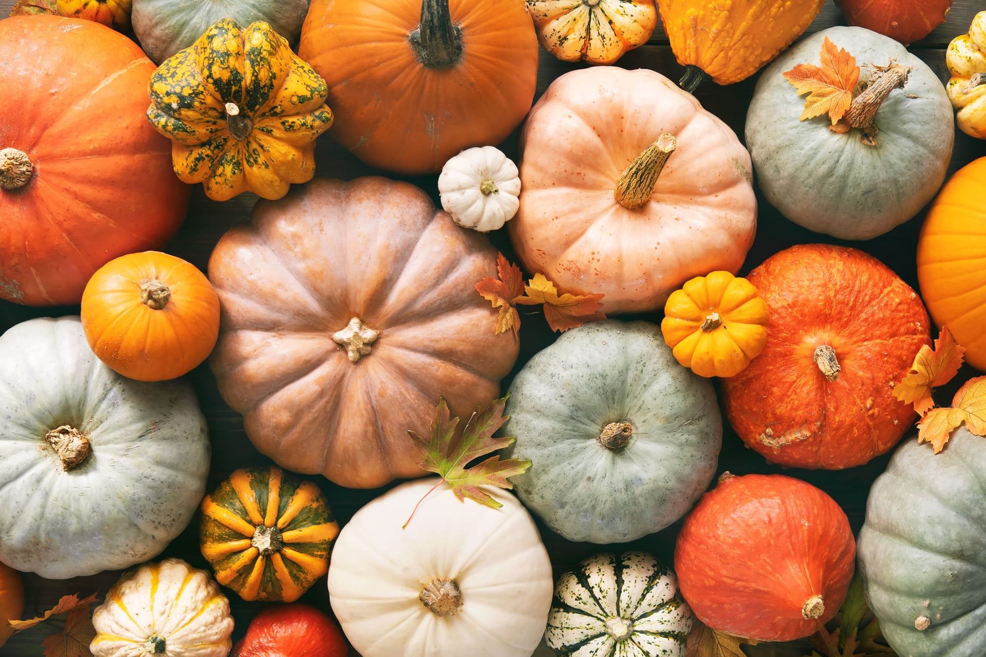 Frische und bunte Kürbisse von oben: Von Uhrumstellung bis Halloween – wir testen Ihr Herbst-Alltagswissen im Quiz.