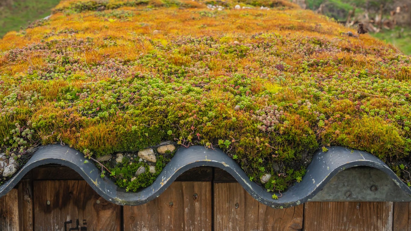 Ein begrüntes Dach bietet neuen Lebensraum für Insekten.