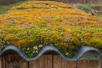 Ein begrüntes Dach bietet neuen Lebensraum für Insekten.