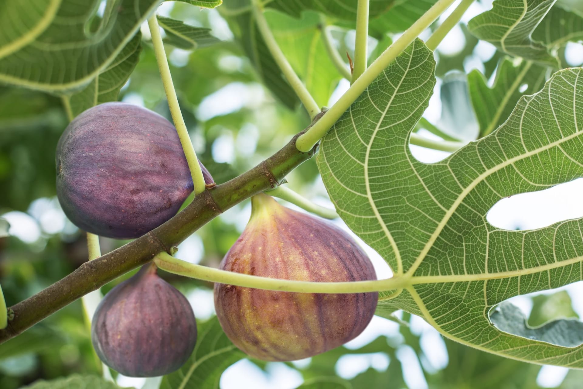 Die meisten Feigensorten haben bei Reife eine tiefviolette Farbe angenommen.