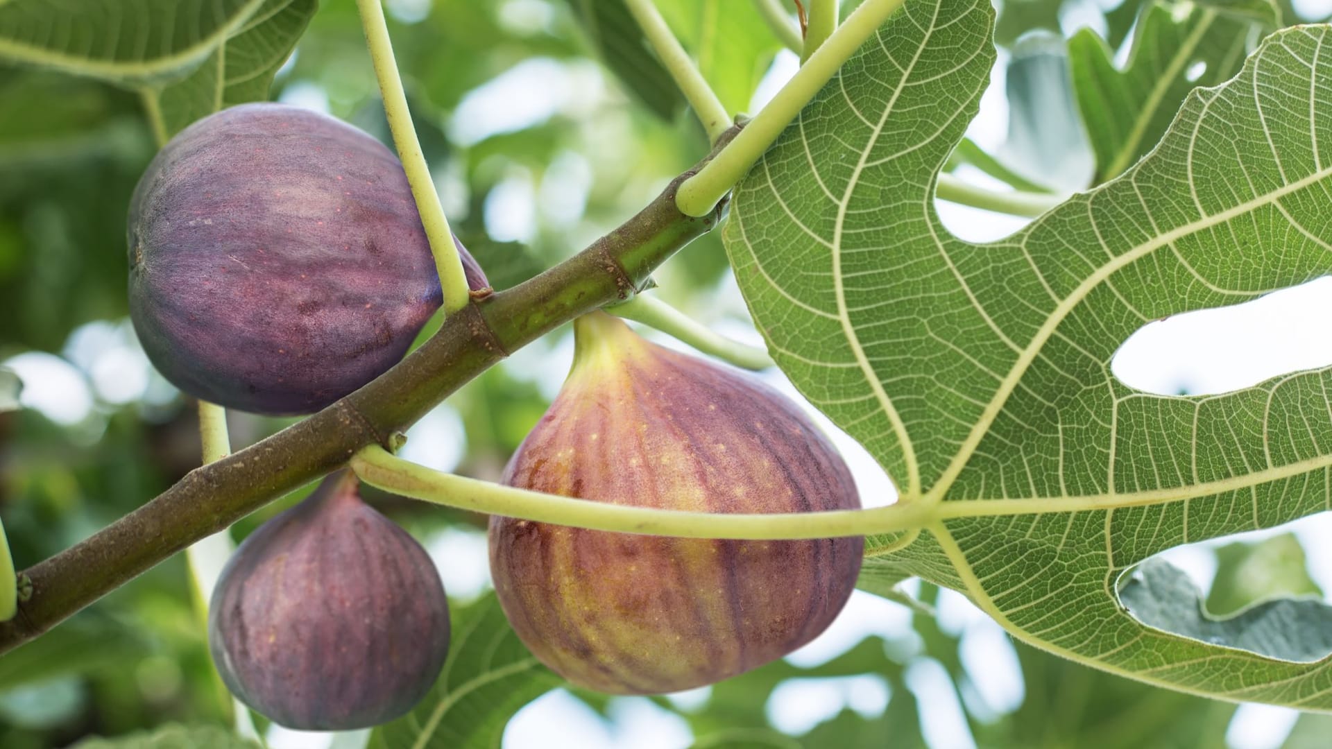 Die meisten Feigensorten haben bei Reife eine tiefviolette Farbe angenommen.