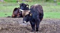 Nabu Leer: Wieder totes Rind entdeckt – harte Vorwürfe gegen Naturschützer