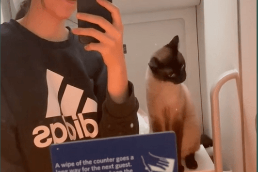 Tiktokerin "Wifiadventure" filmt sich mit ihrer Katze in einer Flugzeugtoilette.