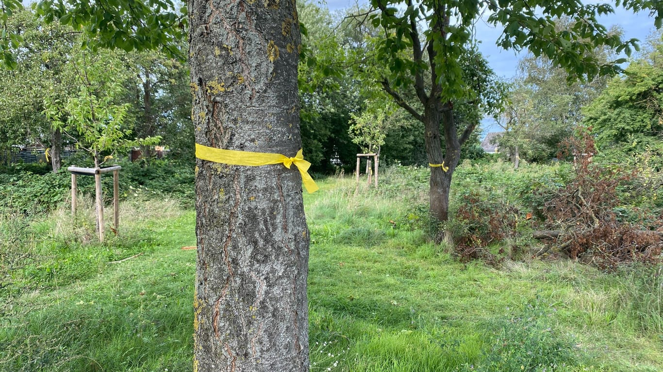 In Hannover sind die gelben Bänder an einigen Bäumen angebracht.