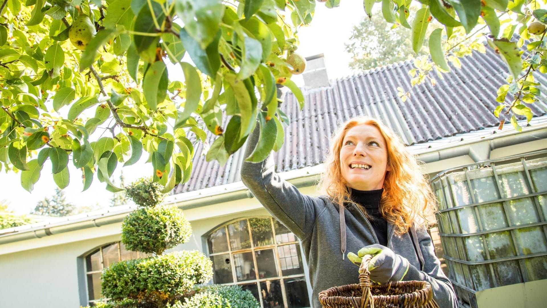 Eine Frau greift nach Birnen am Baum