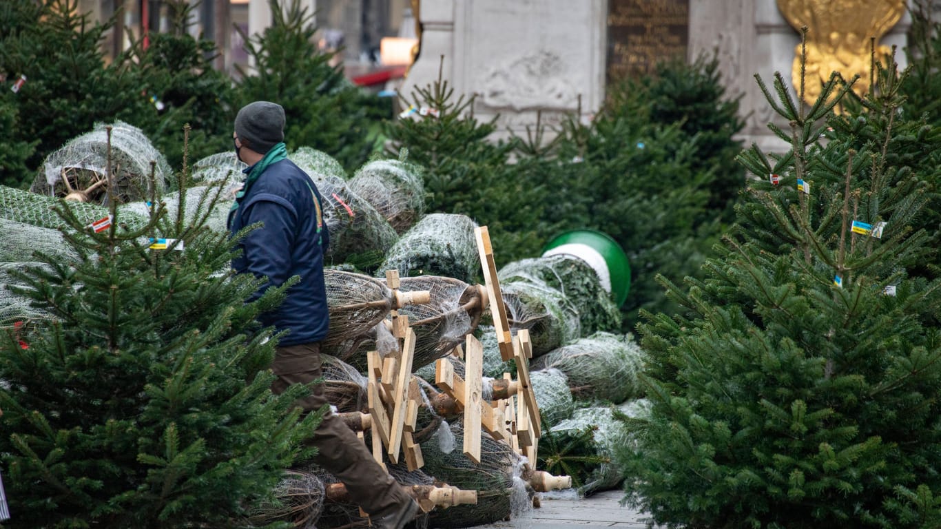 Weihnachtsbäume stehen zum Verkauf: Dieses Jahr muss man tiefer in die Tasche greifen.