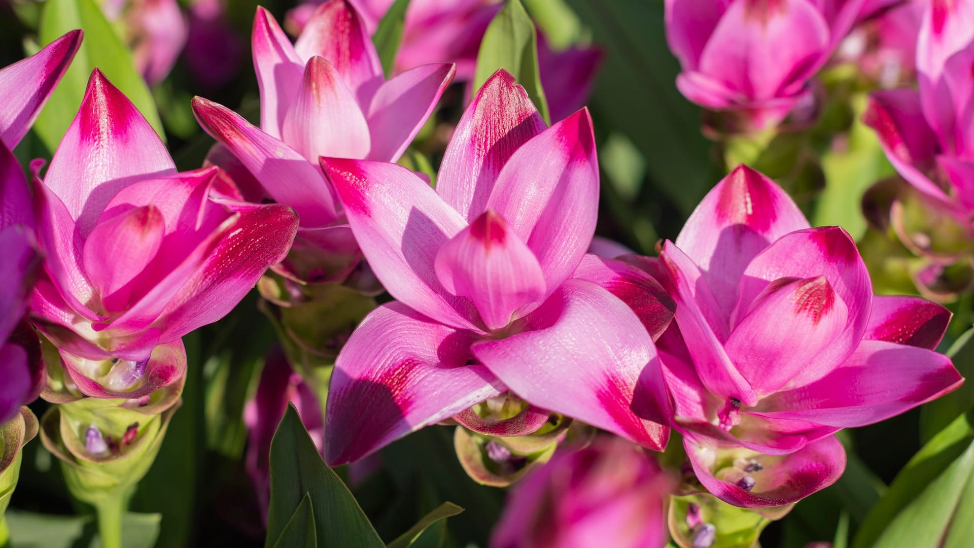 Curcuma longa ist die bekannteste Kurkuma-Sorte. Sie fühlt sich im schattigen Boden von Regenwäldern am wohlsten.