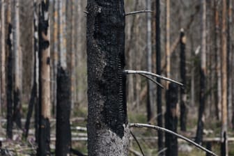Deutlich weniger Waldbrände als im Vorjahr