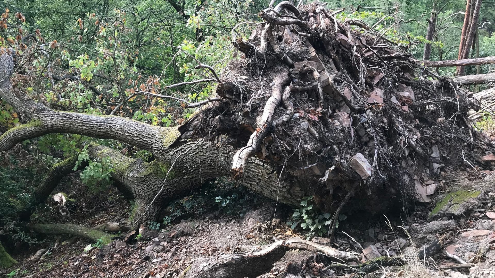 Umgestürzte Eiche nach Sturm