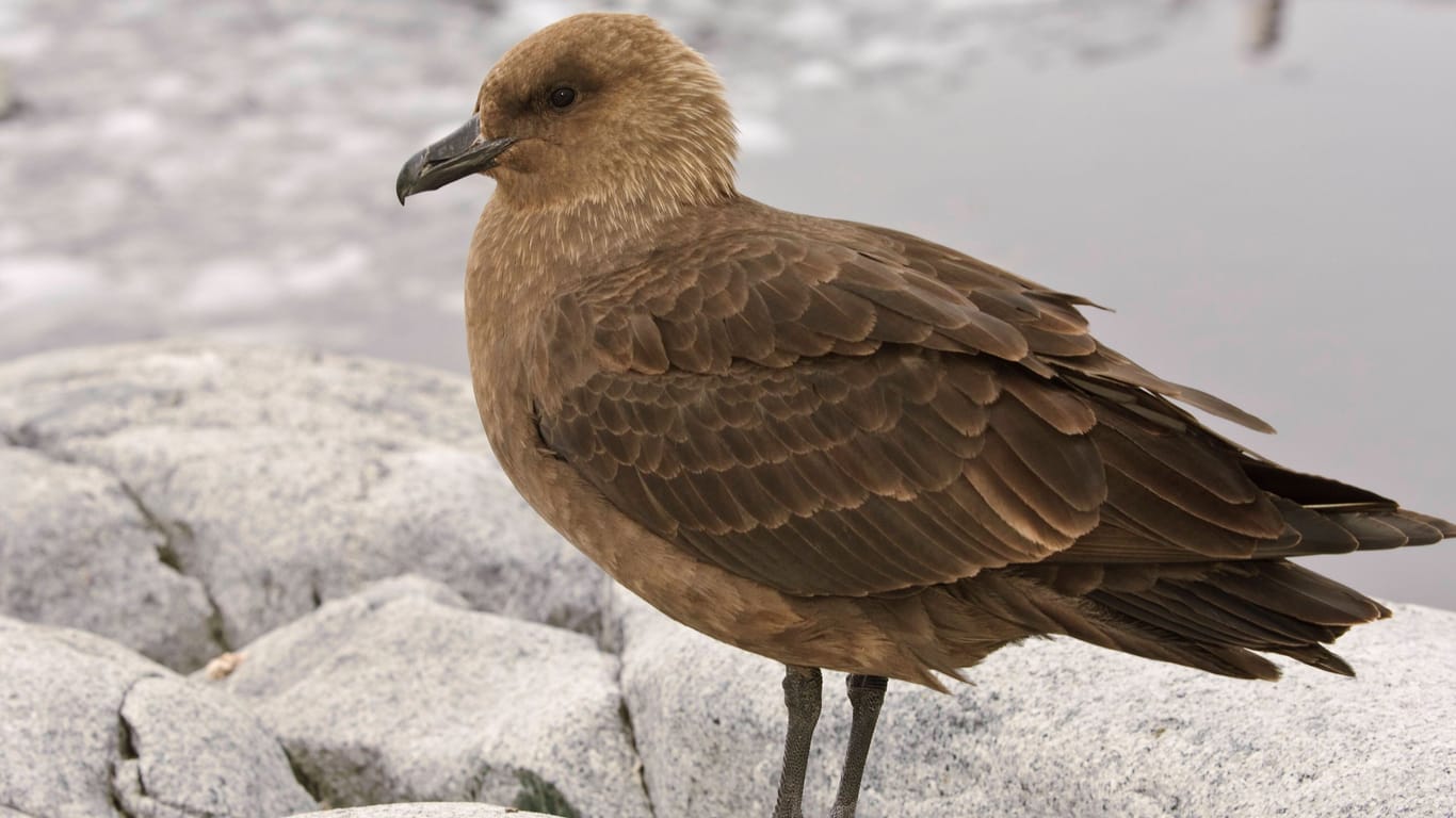 Brauner Skua: Bei diesen Vögeln wurde das Vogelgrippe-Virus erstmals auch in der Antarktis nachgewiesen.